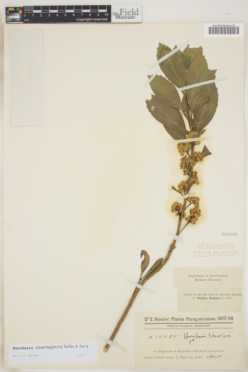 Baccharis amambayensis