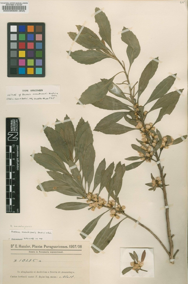 Baccharis amambayensis photo 2