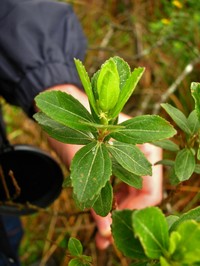 Baccharis angusticeps