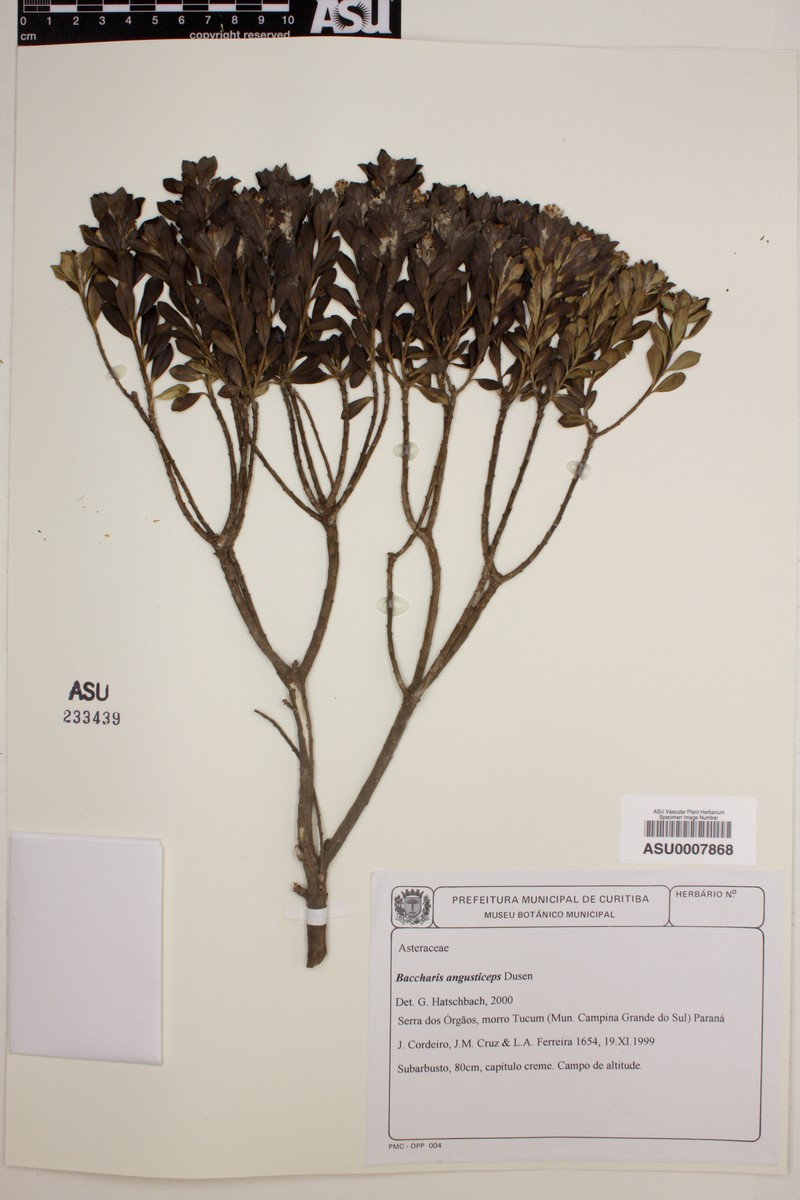 Baccharis angusticeps photo 3