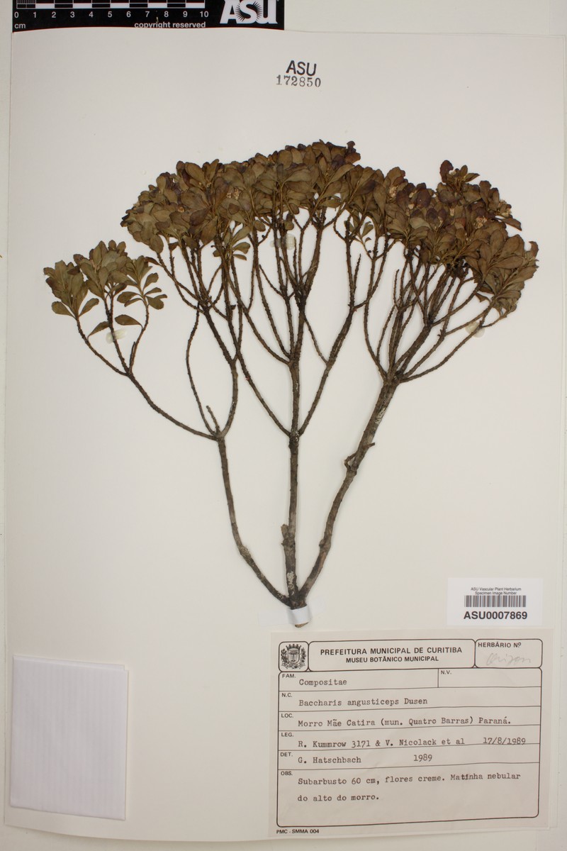 Baccharis angusticeps photo 4