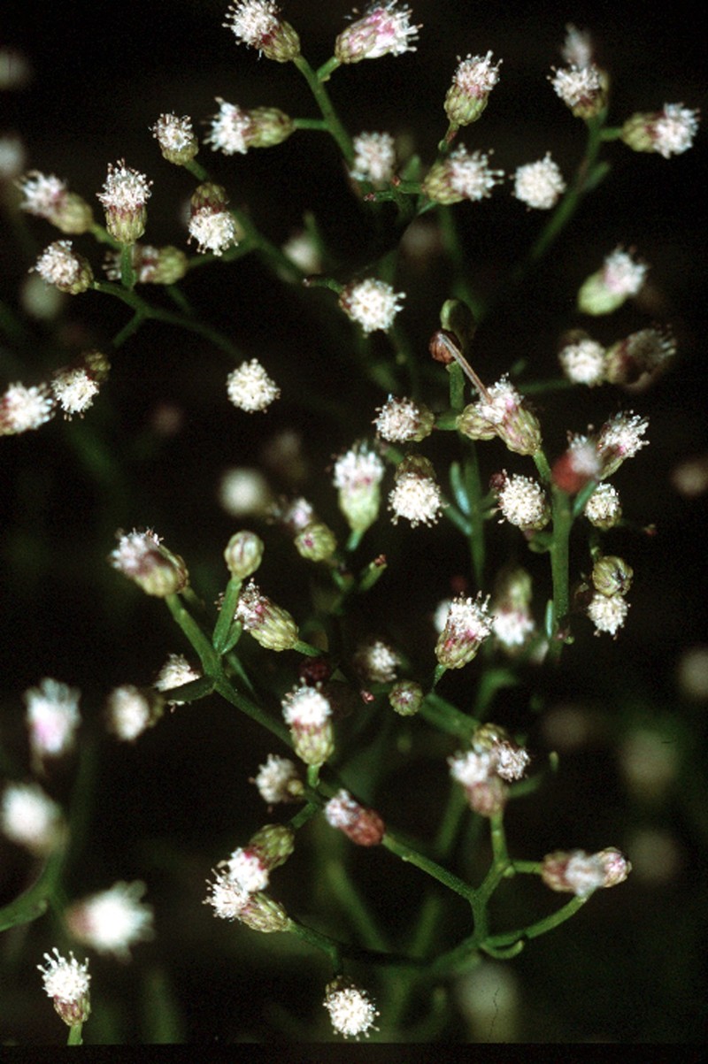 Saltwater False Willow