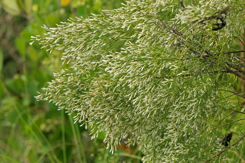 Saltwater False Willow photo 2