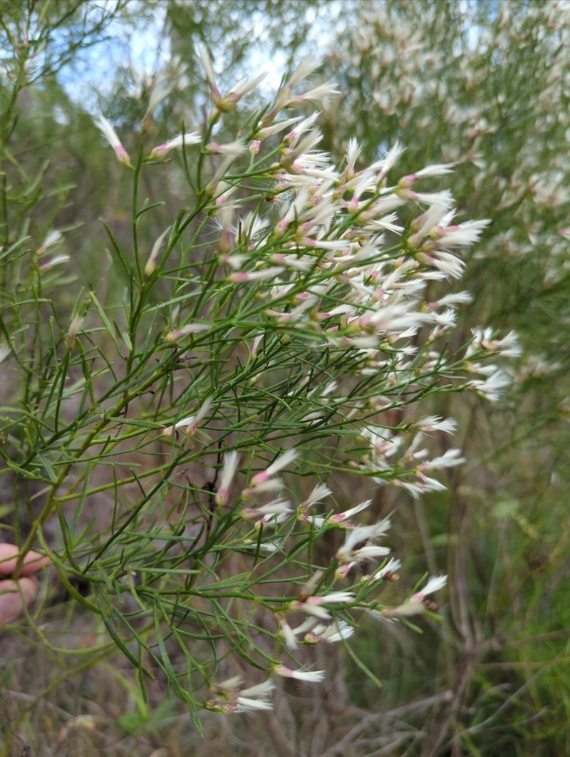 Saltwater False Willow photo 3