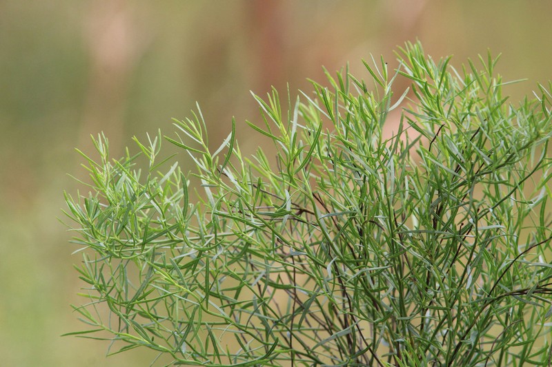 Saltwater False Willow photo 4