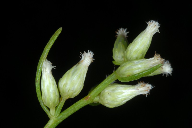 Saltwater False Willow photo 5