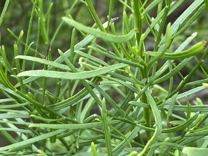 Saltwater False Willow photo 6