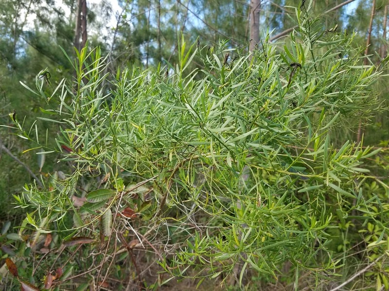 Saltwater False Willow photo 7