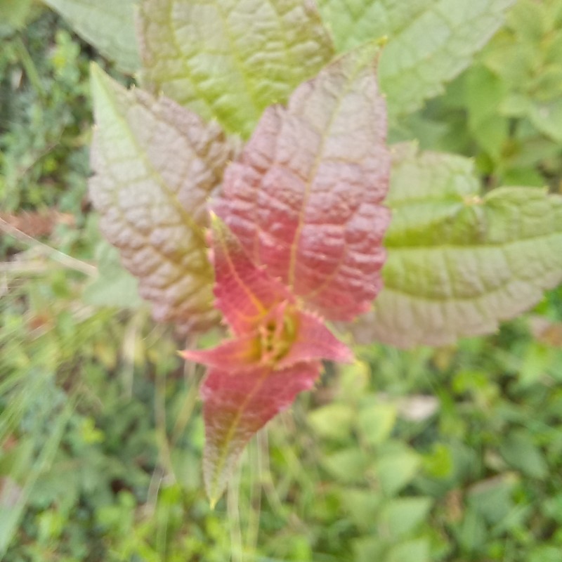 Baccharis anomala