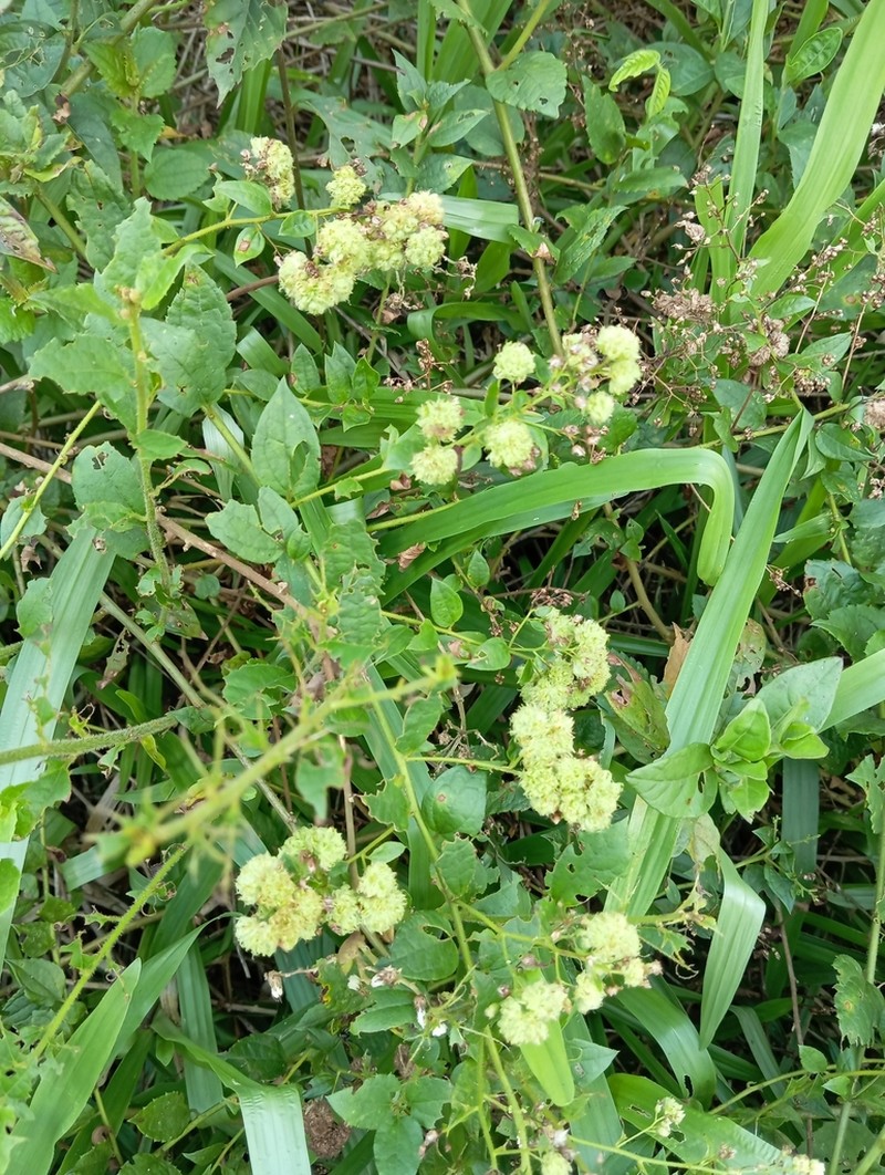 Baccharis anomala photo 2