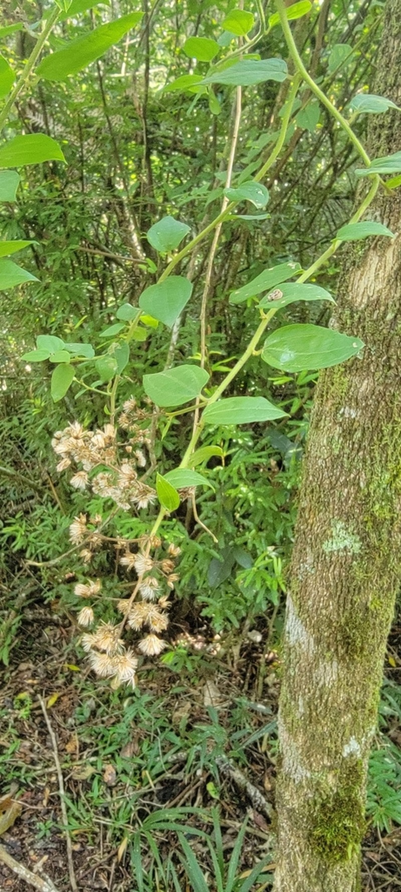 Baccharis anomala photo 3