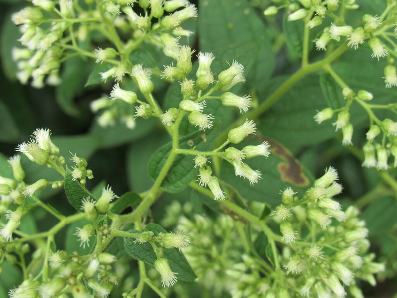 Baccharis anomala photo 4