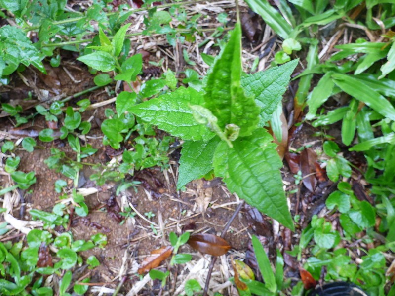 Baccharis anomala photo 5