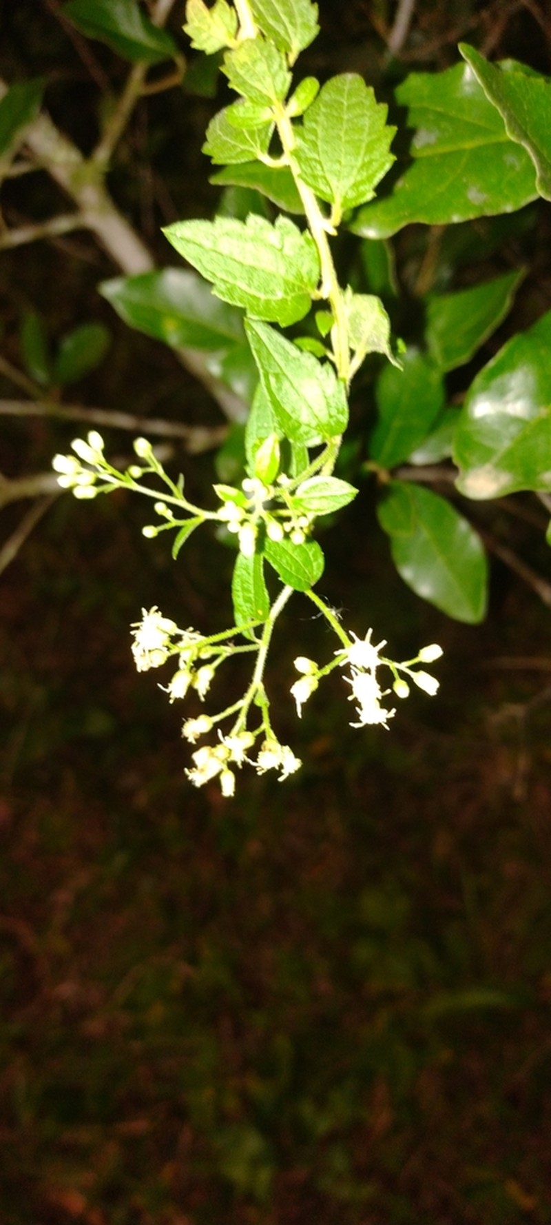 Baccharis anomala photo 6