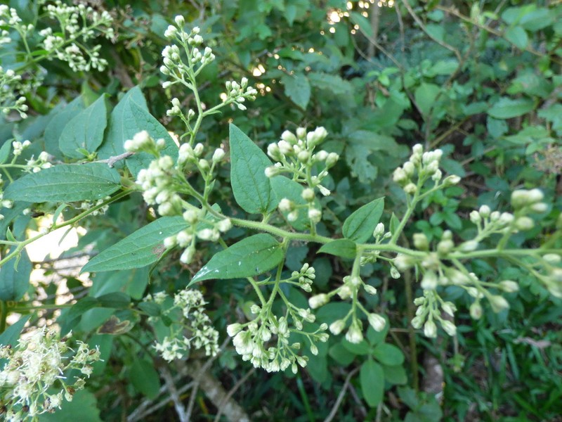 Baccharis anomala photo 7