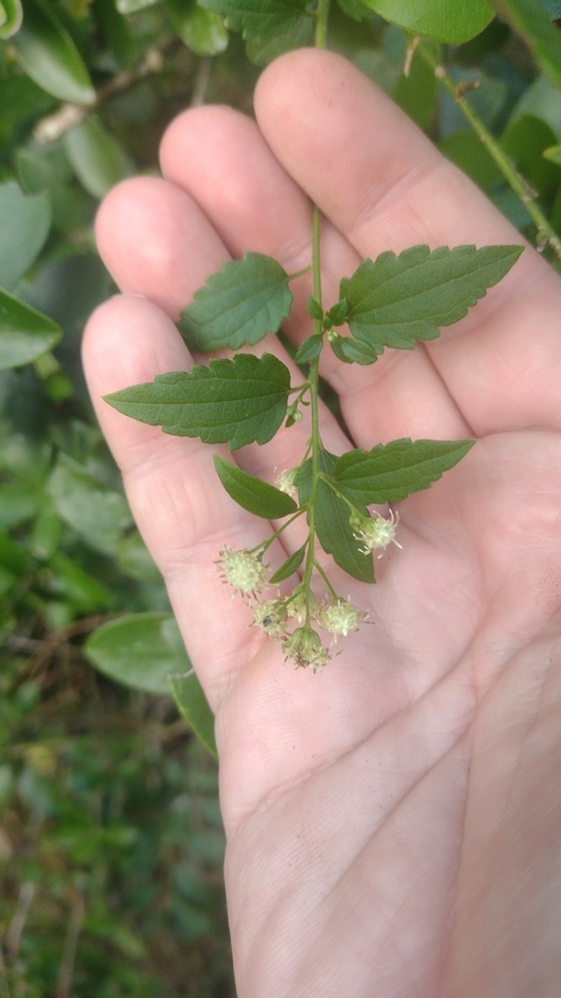 Baccharis anomala photo 8