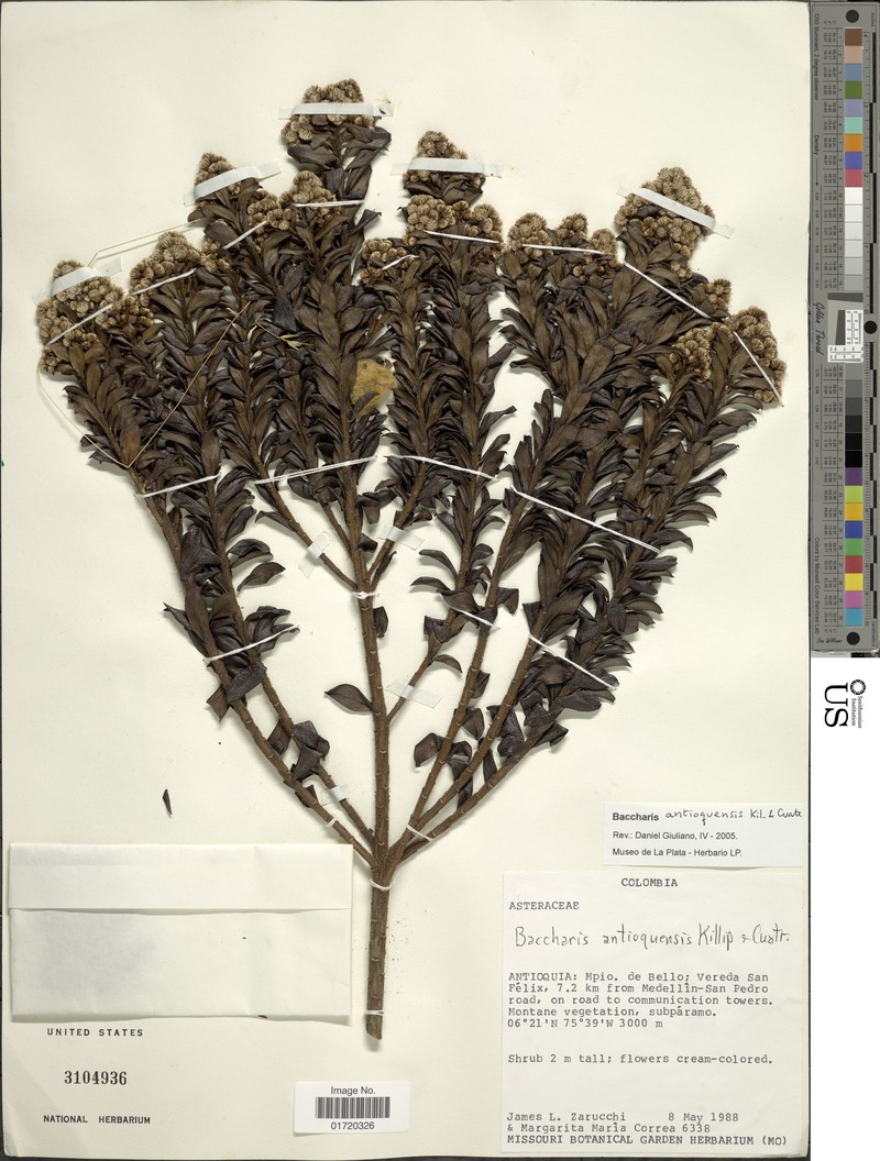 Baccharis antioquensis photo 2