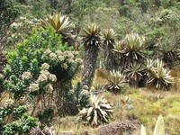 Baccharis antioquensis