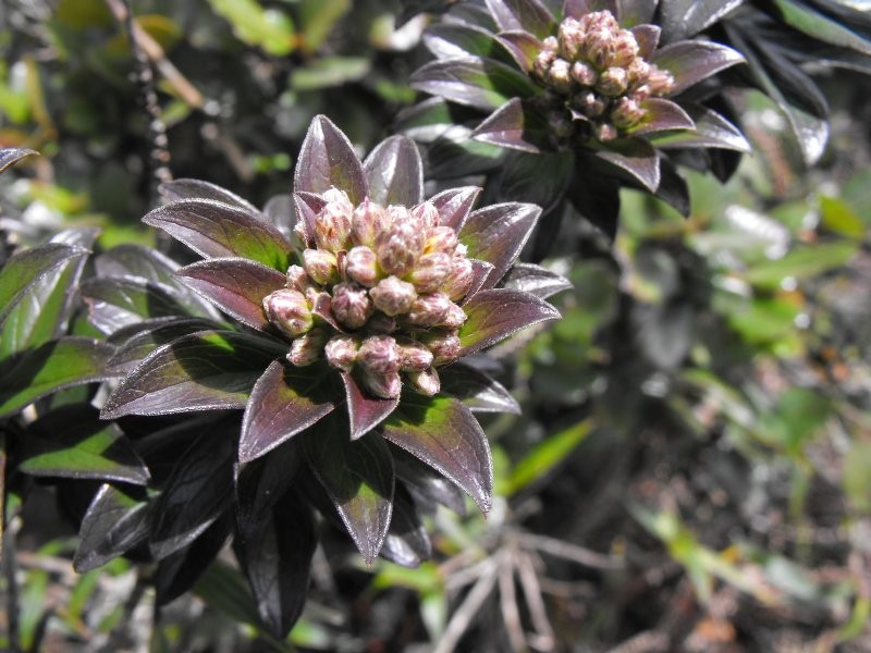 Baccharis antioquensis photo 3