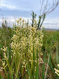 Baccharis aphylla