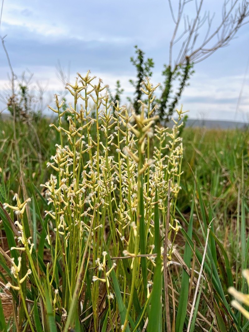 Baccharis aphylla