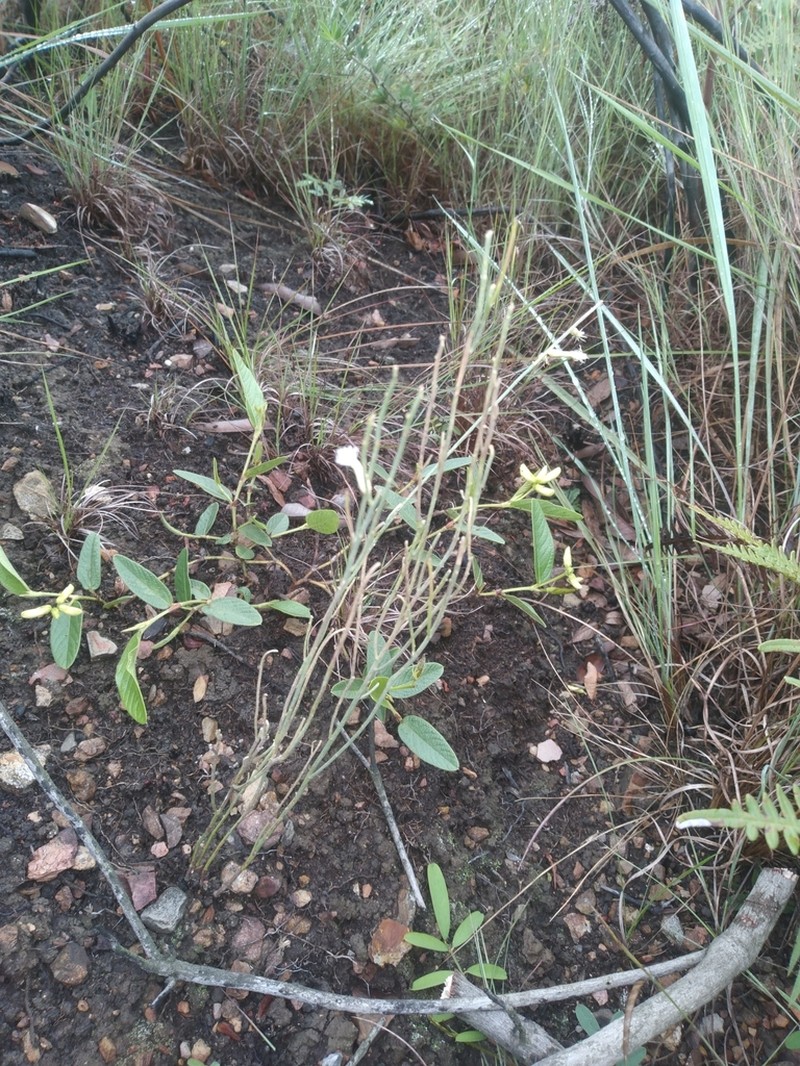 Baccharis aphylla photo 2