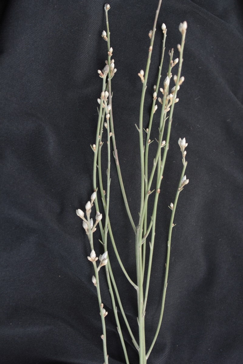 Baccharis aphylla photo 3