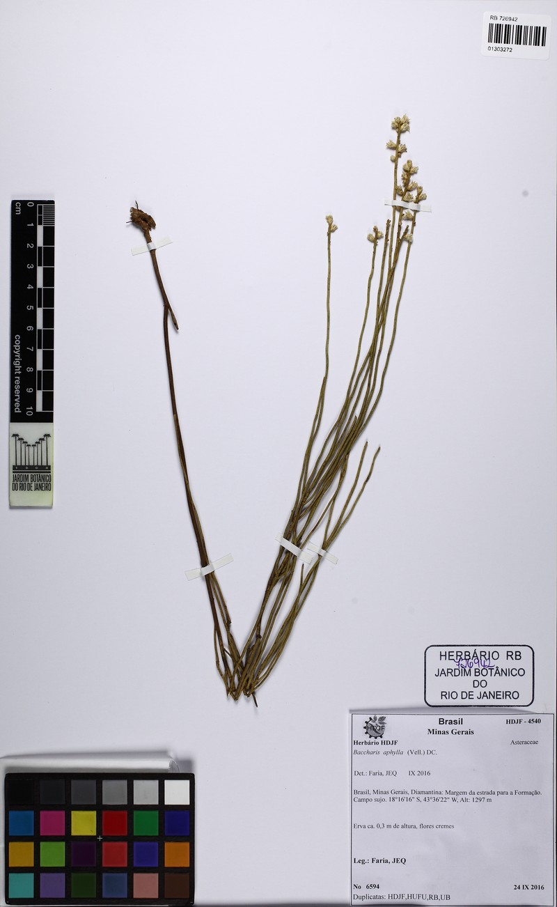 Baccharis aphylla photo 5
