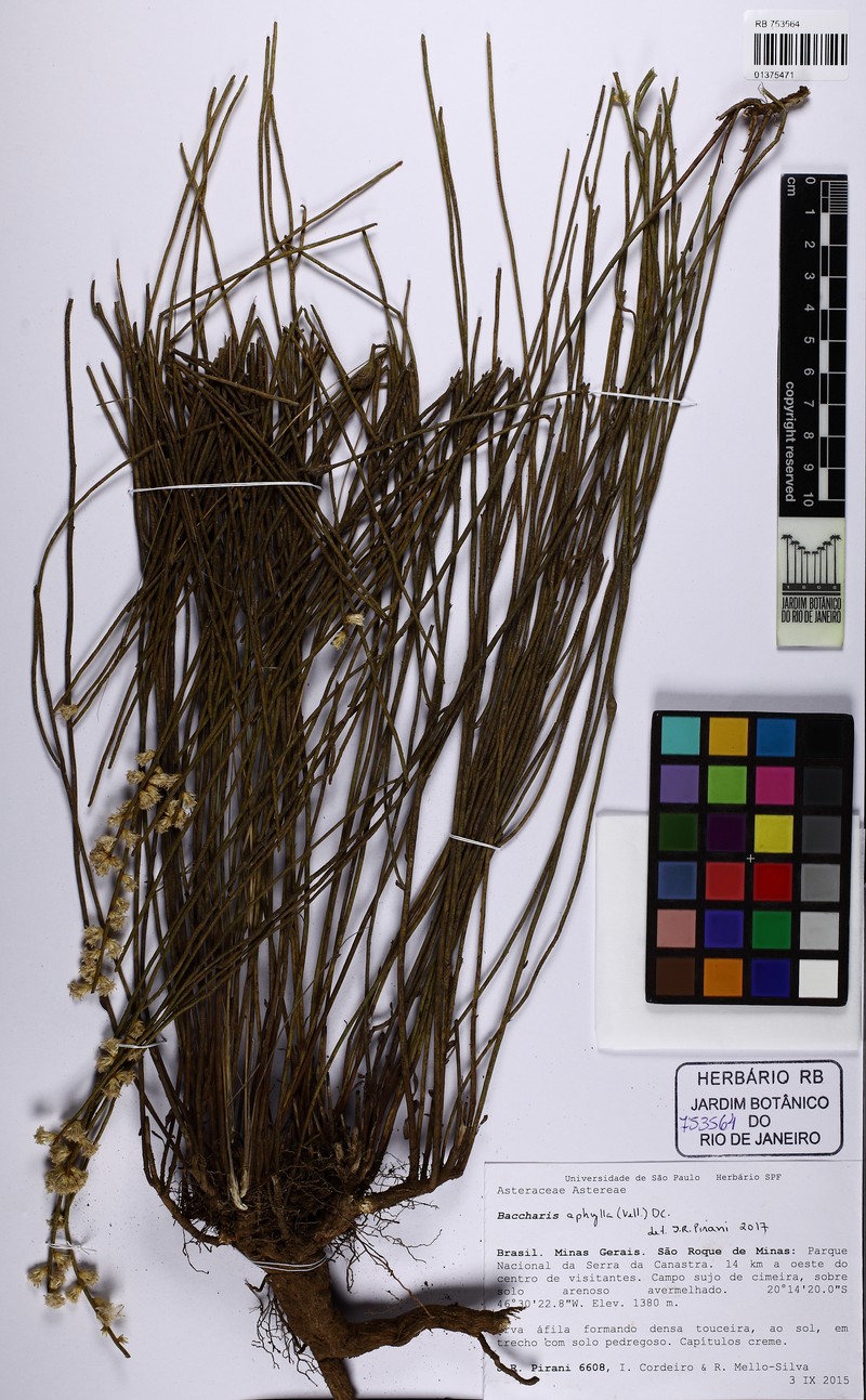 Baccharis aphylla photo 6