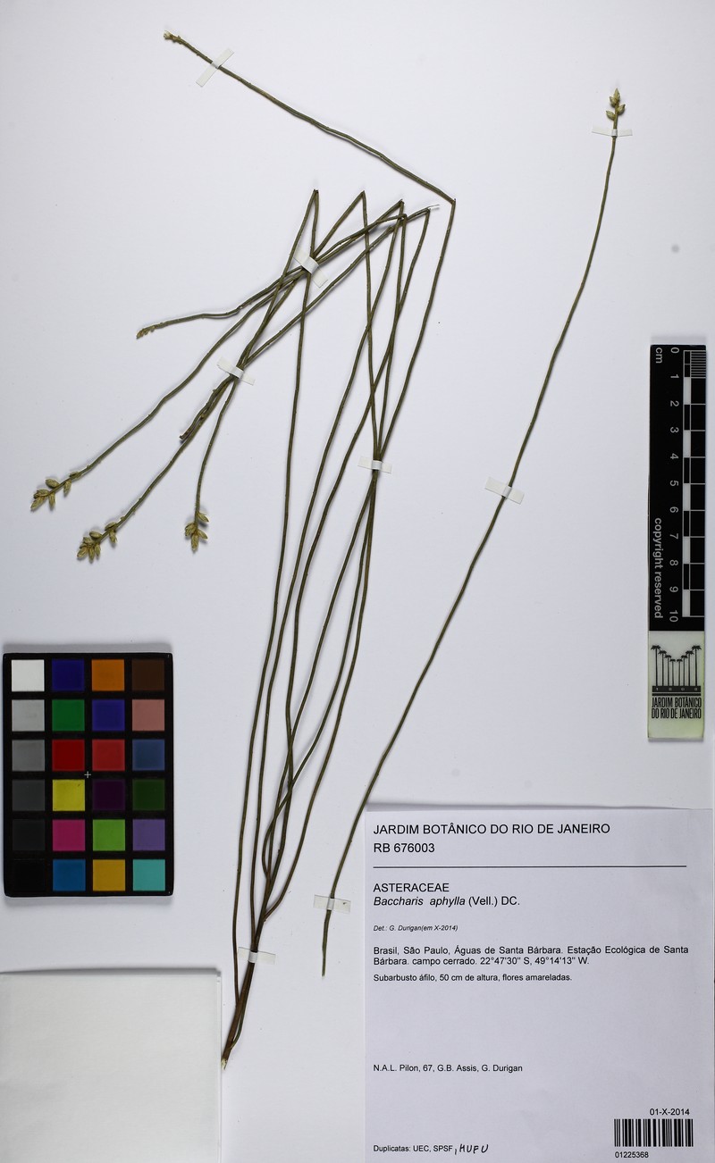 Baccharis aphylla photo 7