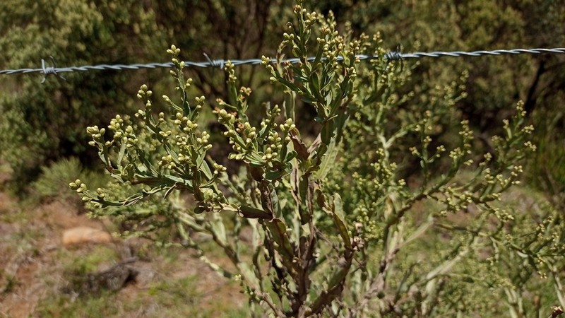 Baccharis apicifoliosa