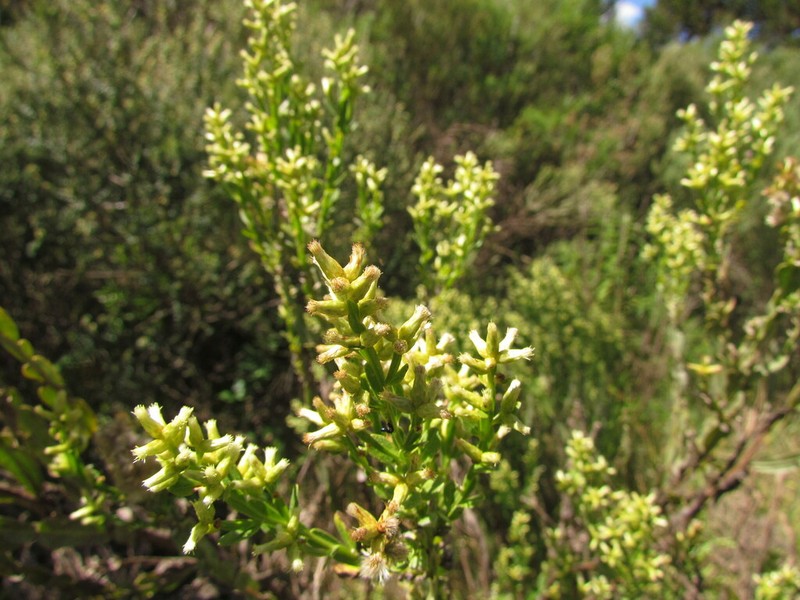Baccharis apicifoliosa photo 2