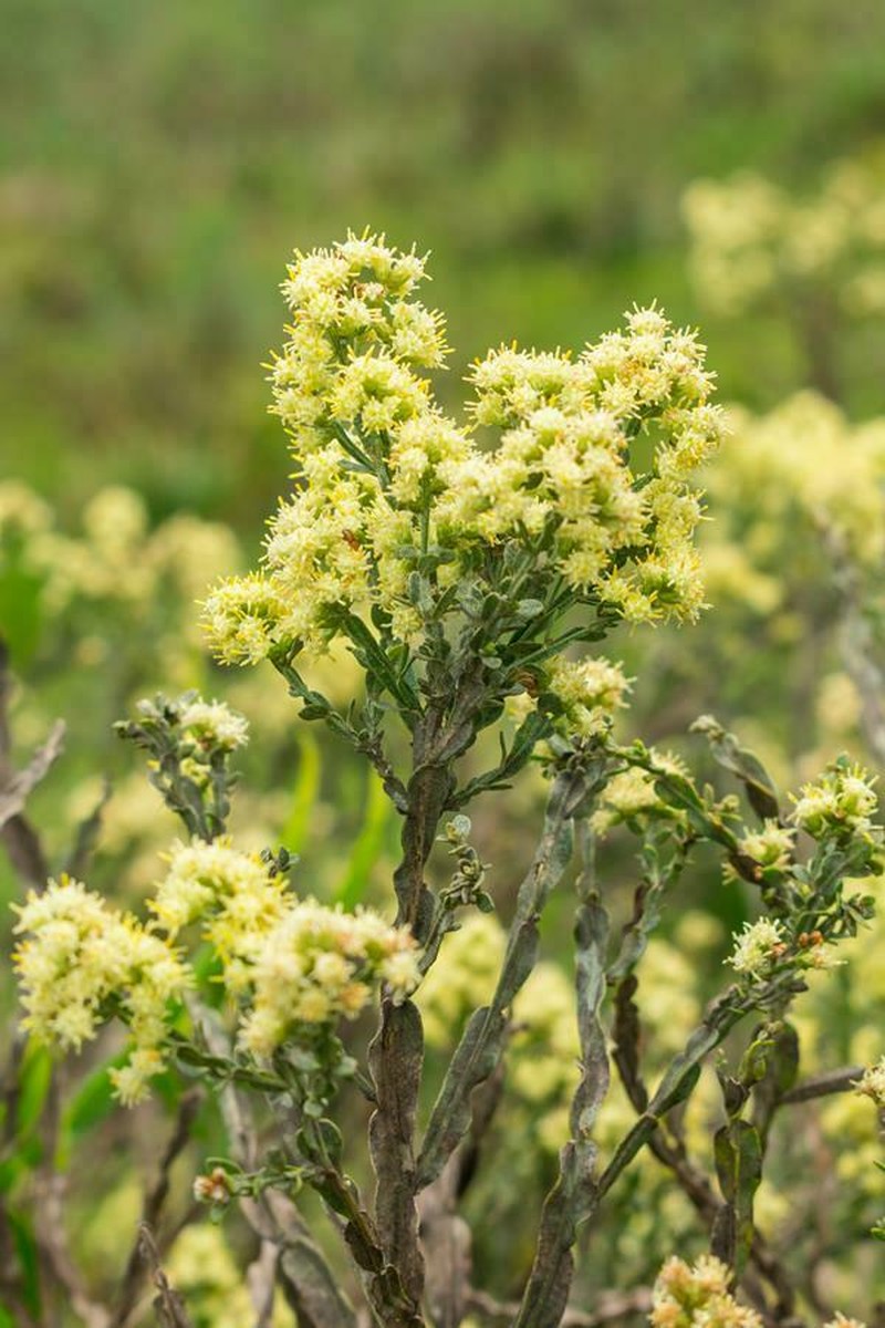 Baccharis apicifoliosa photo 3