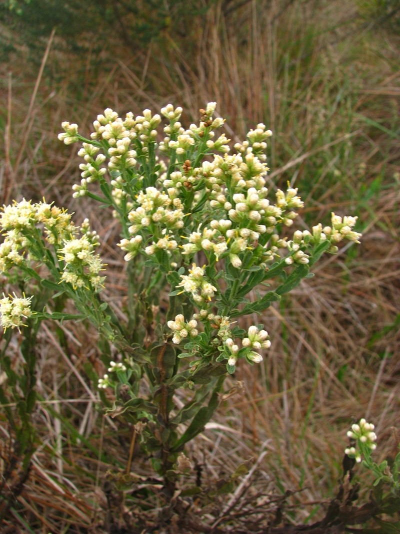 Baccharis apicifoliosa photo 4