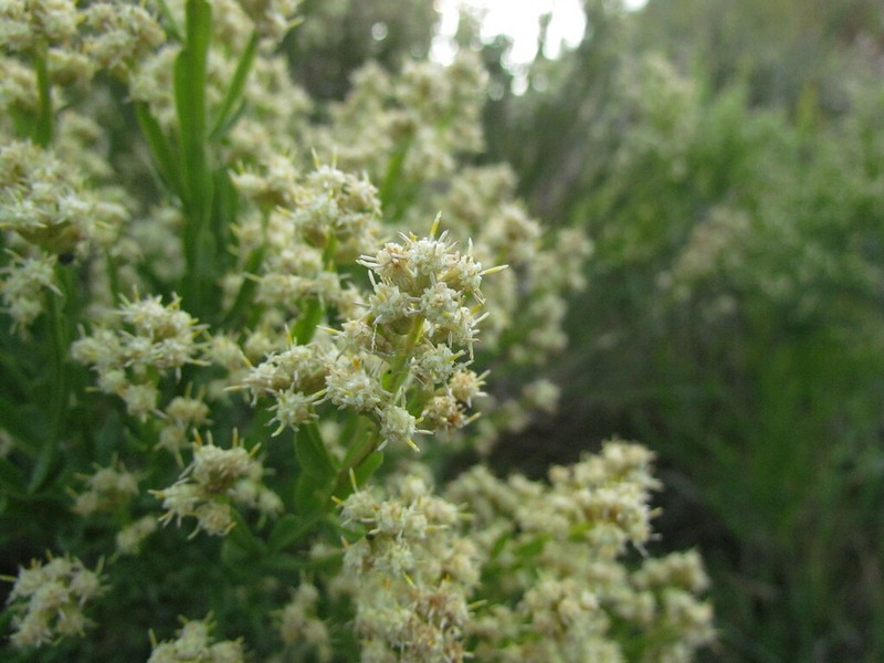 Baccharis apicifoliosa photo 5