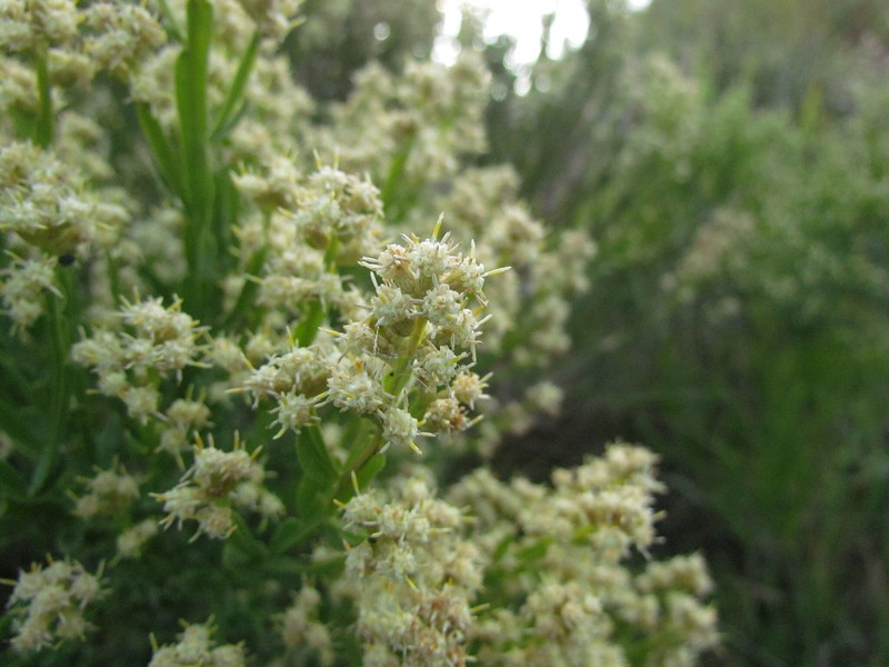 Baccharis apicifoliosa photo 7