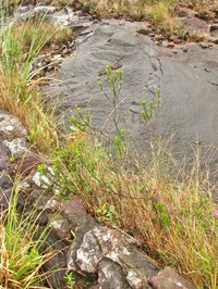 Baccharis aracatubensis