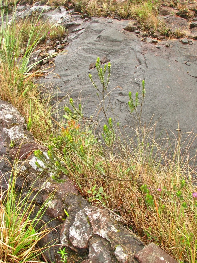 Baccharis aracatubensis