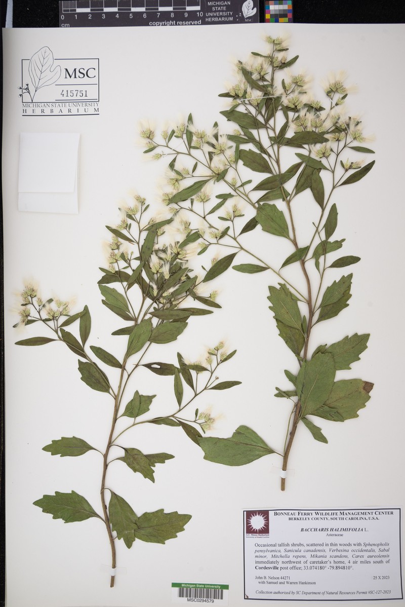 Baccharis aracatubensis photo 3