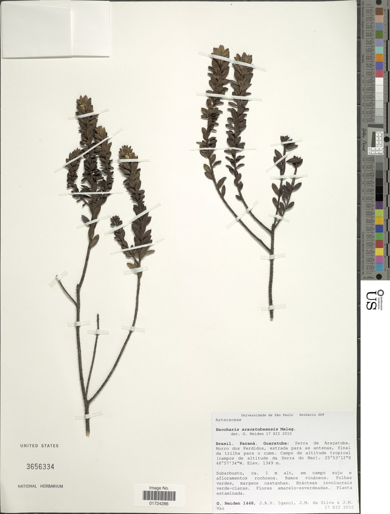 Baccharis aracatubensis photo 4