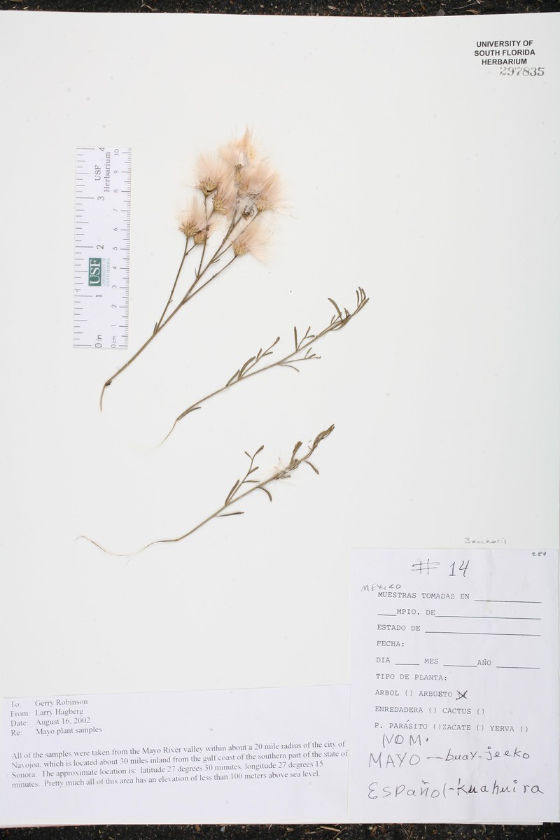 Baccharis aracatubensis photo 5
