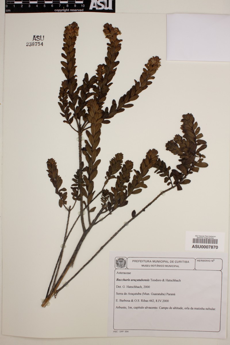 Baccharis aracatubensis photo 6