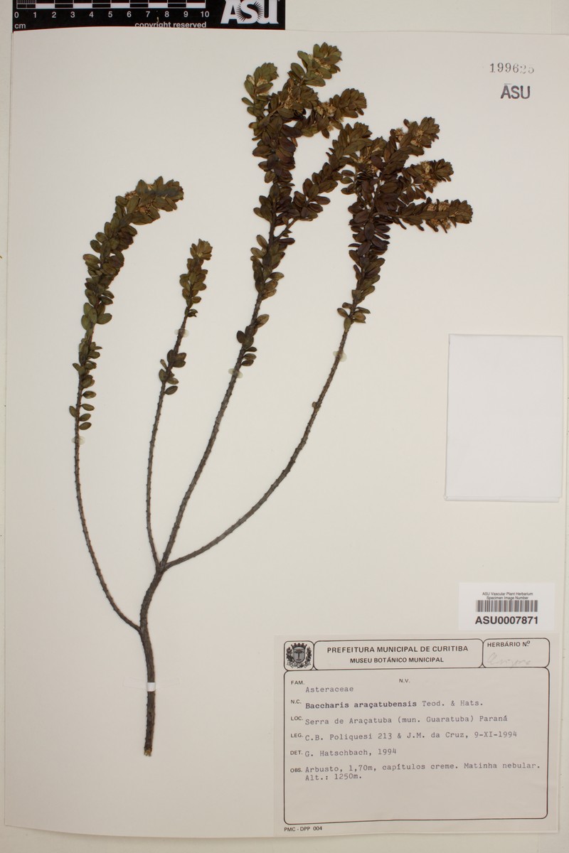 Baccharis aracatubensis photo 7