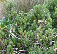 Baccharis arbutifolia