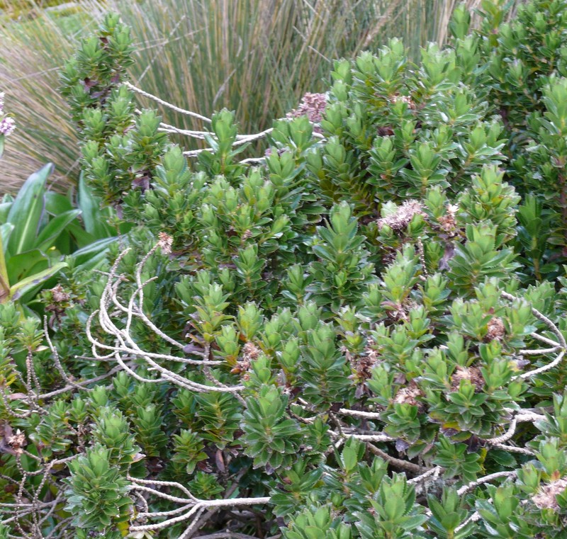 Baccharis arbutifolia