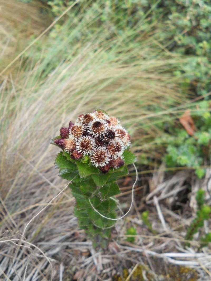 Baccharis arbutifolia photo 2