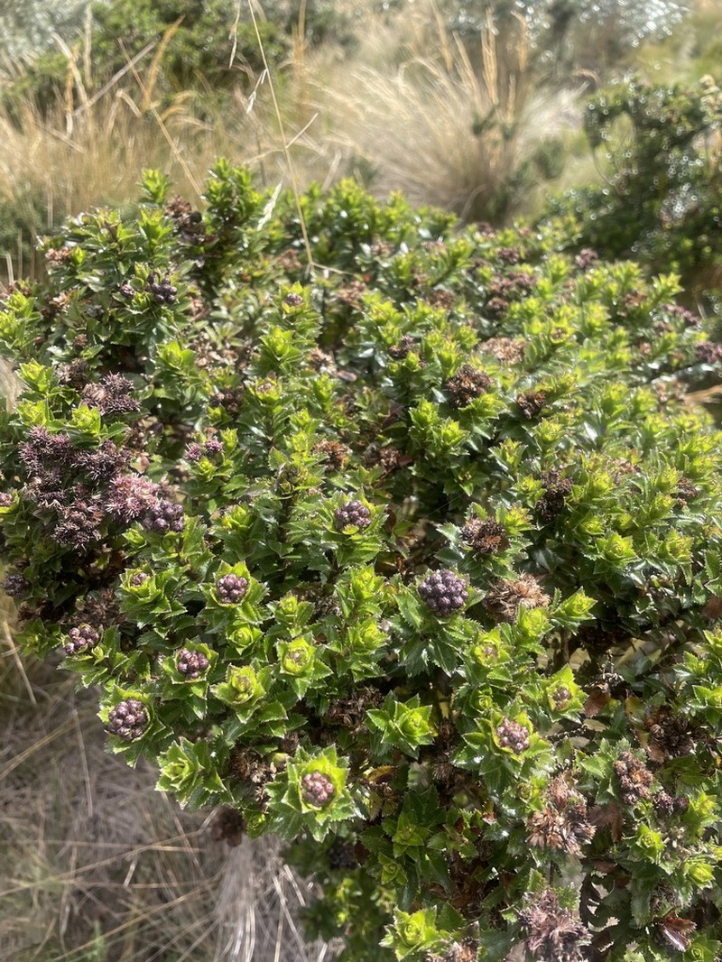 Baccharis arbutifolia photo 3