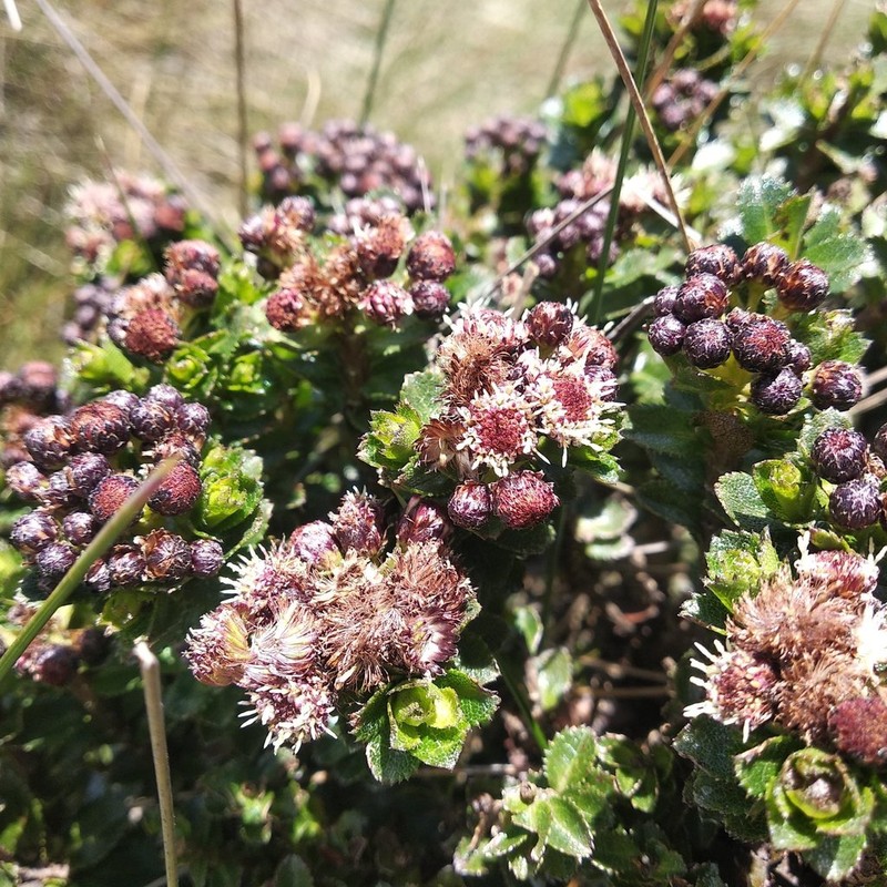 Baccharis arbutifolia photo 4