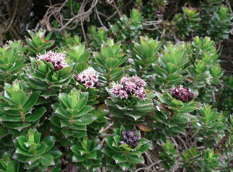 Baccharis arbutifolia photo 5