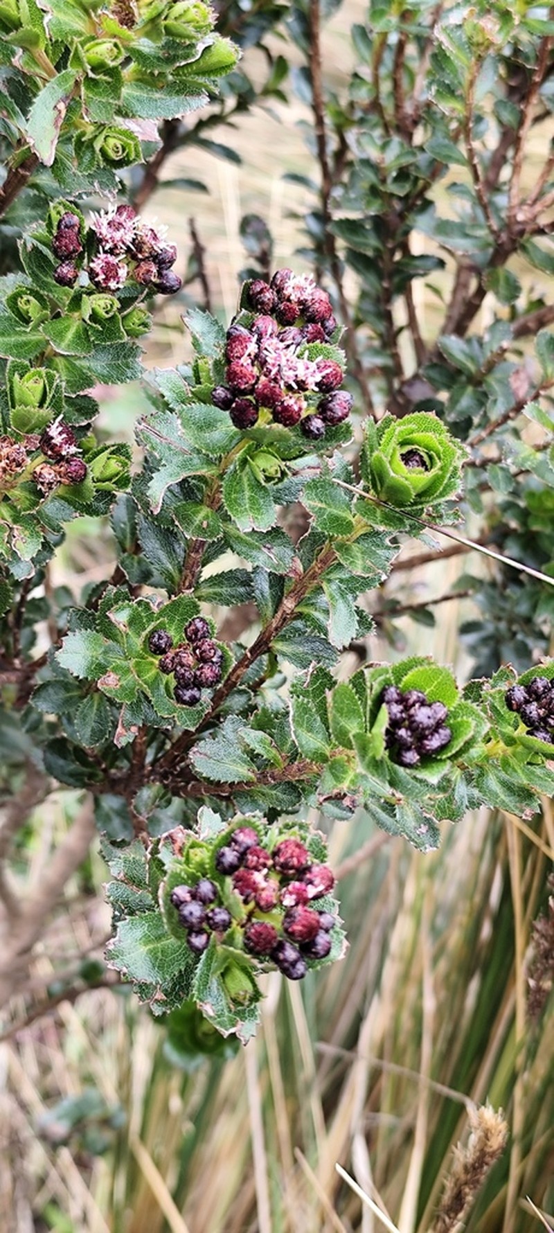 Baccharis arbutifolia photo 6